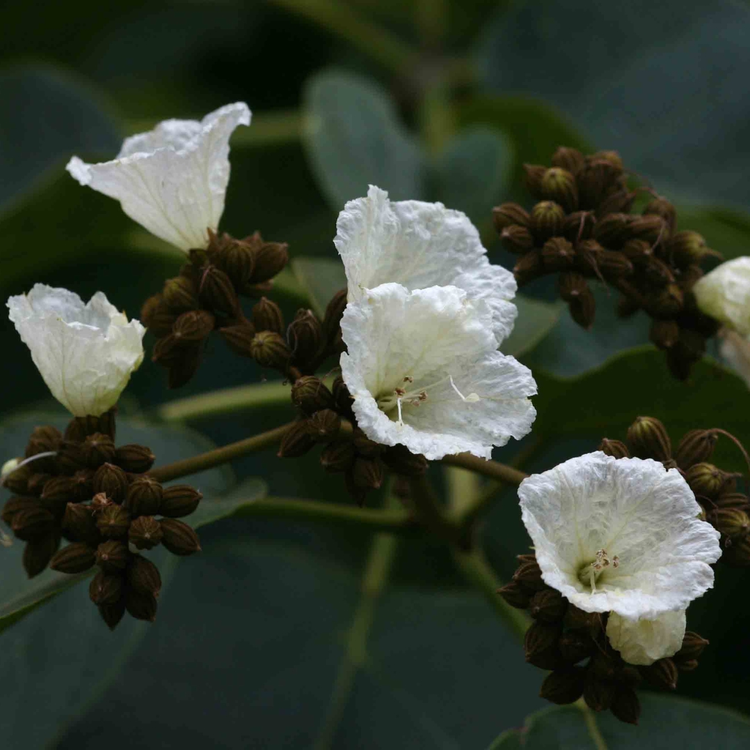 Climate Positive Report January 25: Cordina Africana Fruits